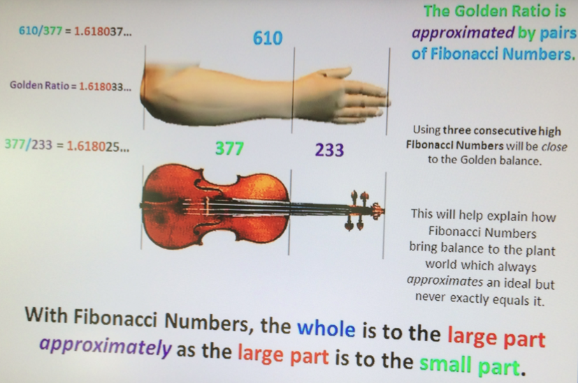 ArmViolin-proportions-FibonacciGarden-MichaelSchneider