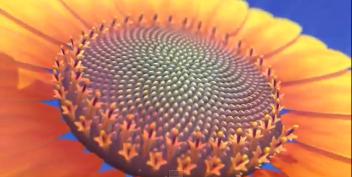 Sunflower Head - Fibonacci Sequence Animation by Cristóbal Vila