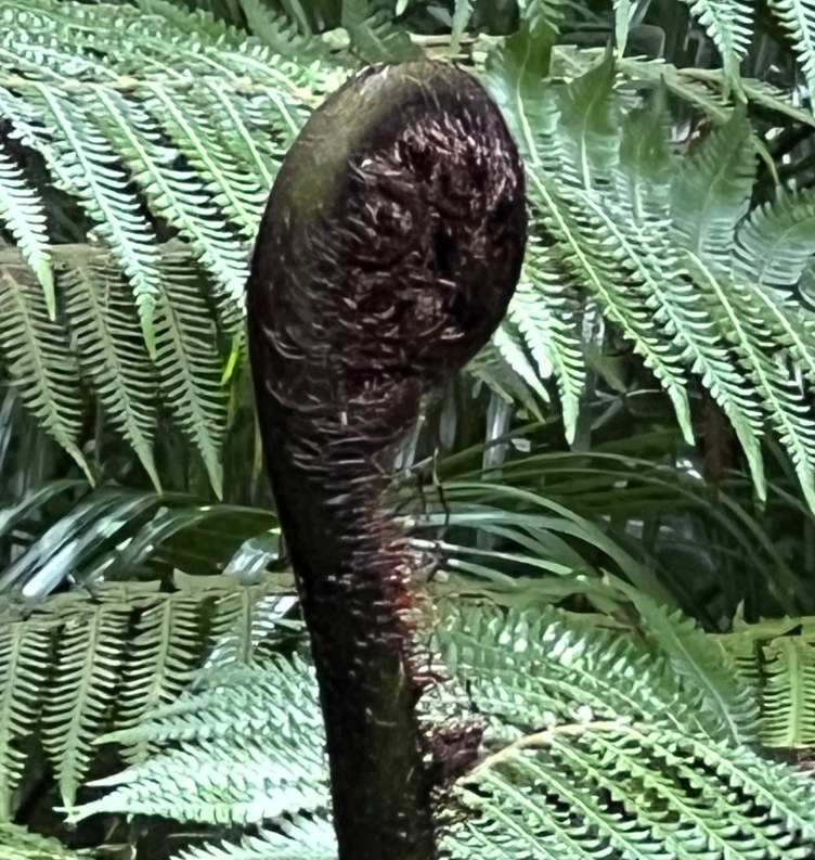 Spiral fern head; Kitekite Falls, NZ