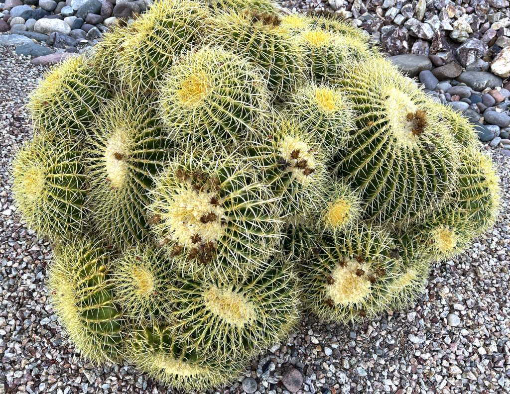 cactus clusters