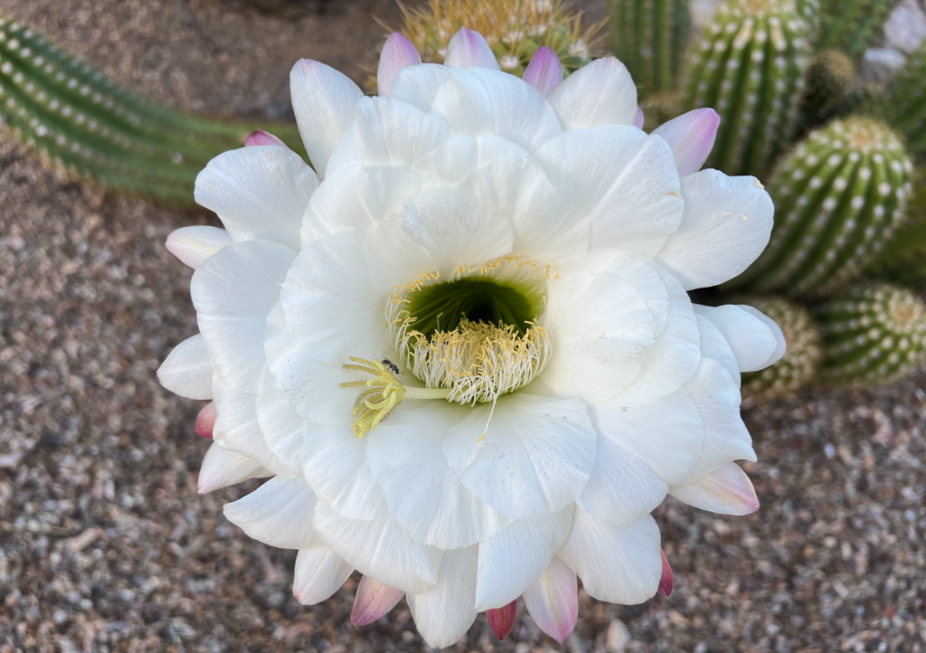 cactus blossom