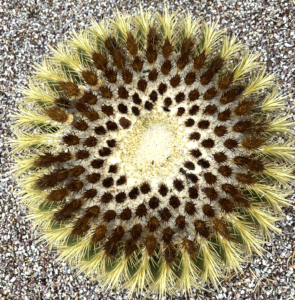 cactus spiral