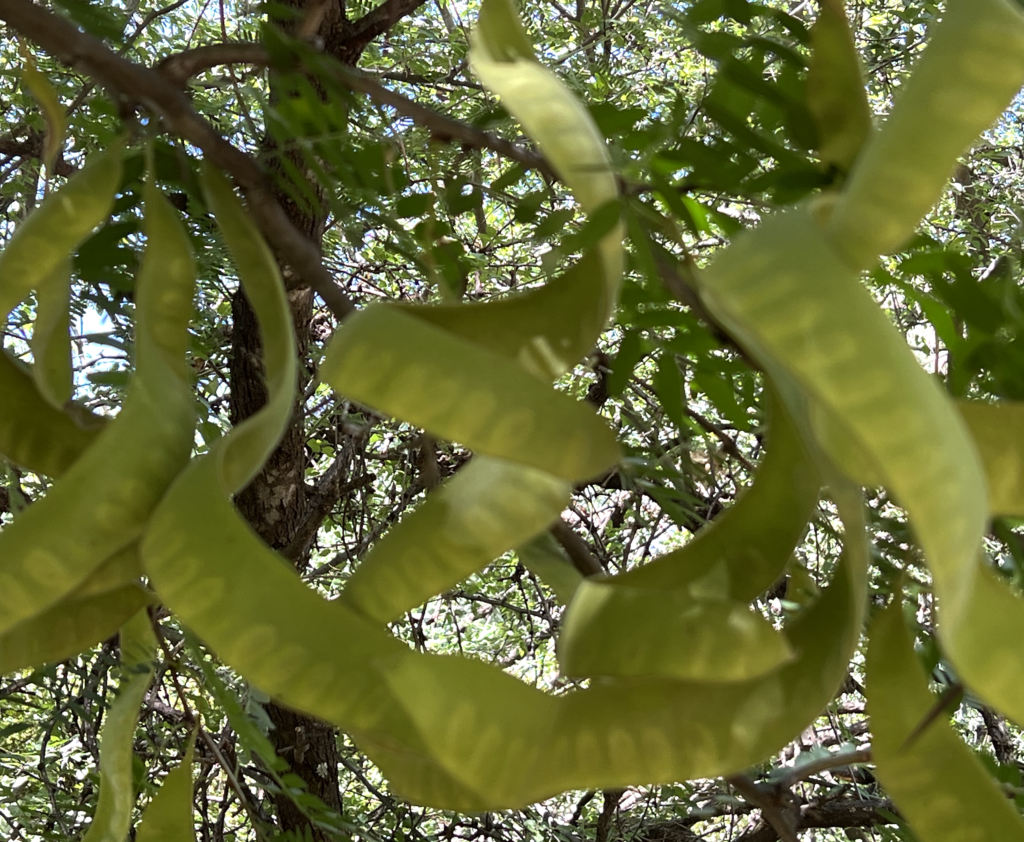 helical beans