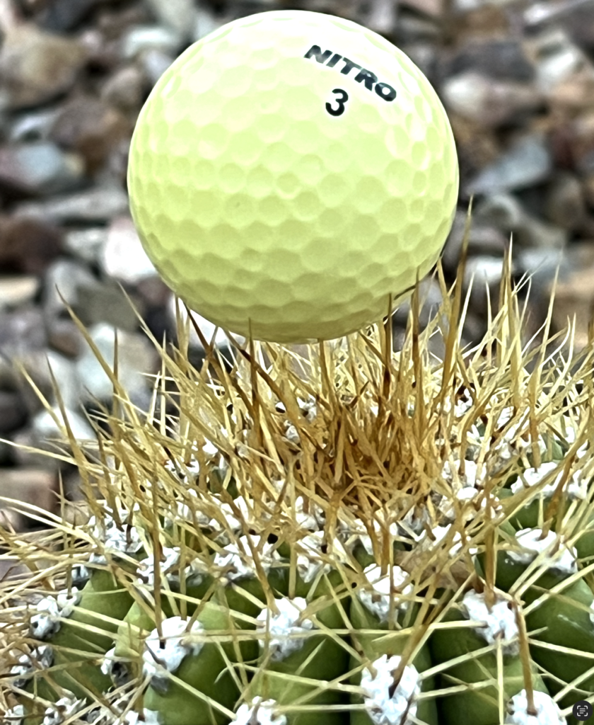 golf ball on cactus needles