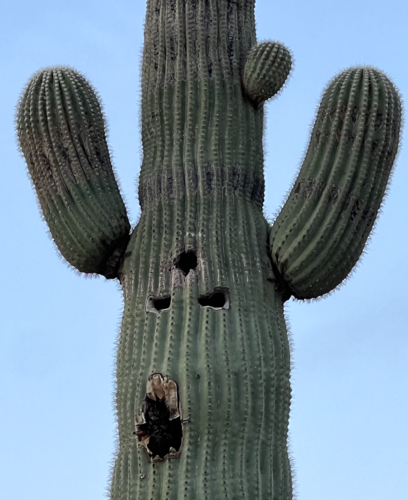 inverted cactus face