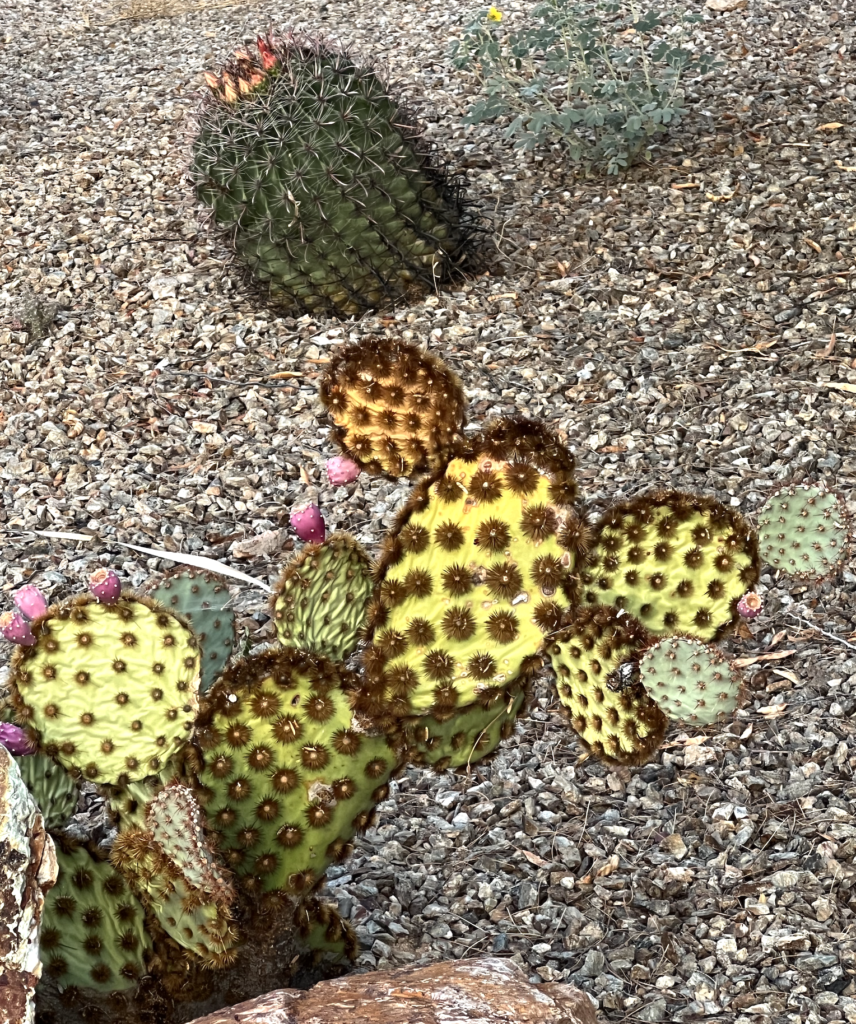 polka dotted cacti