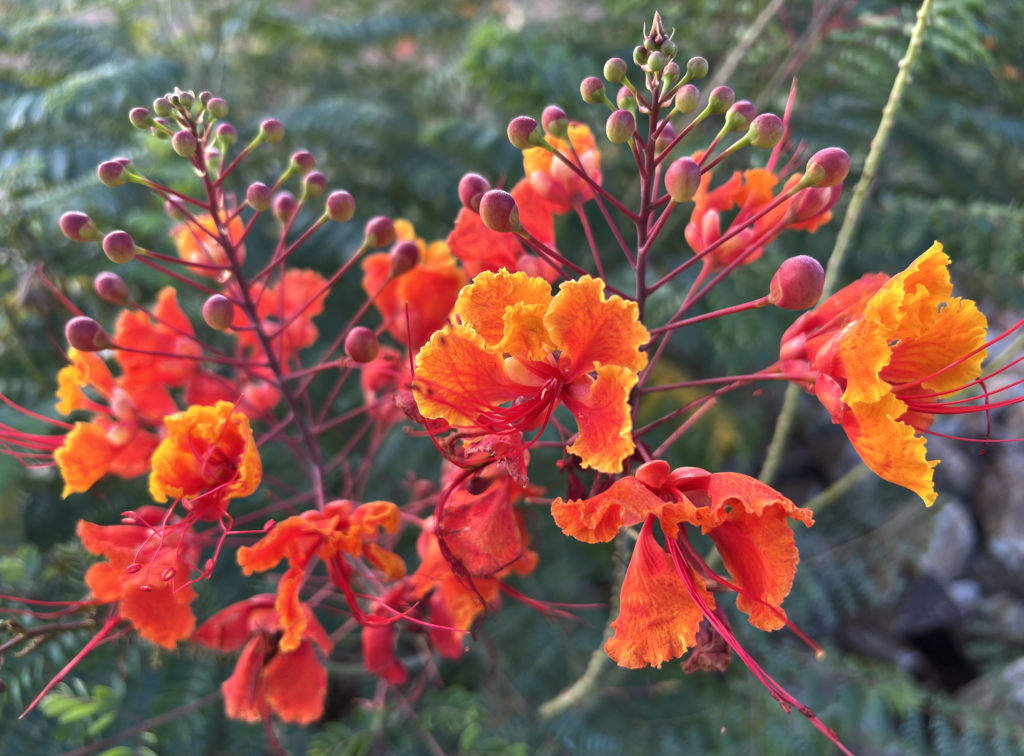 red orange flowers (Mexican bird of paradise)