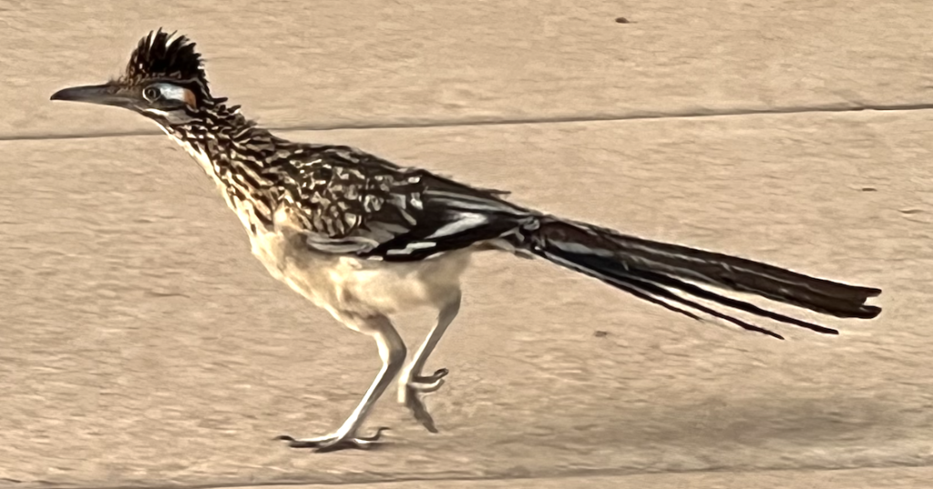 road runner