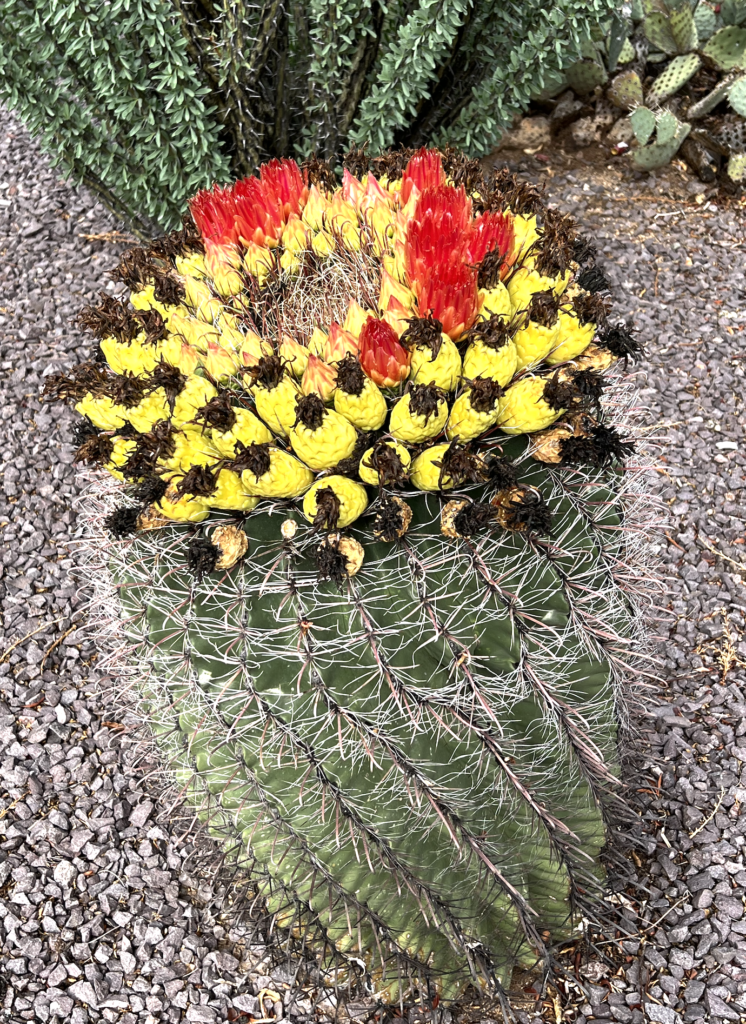 spiral wound cactus