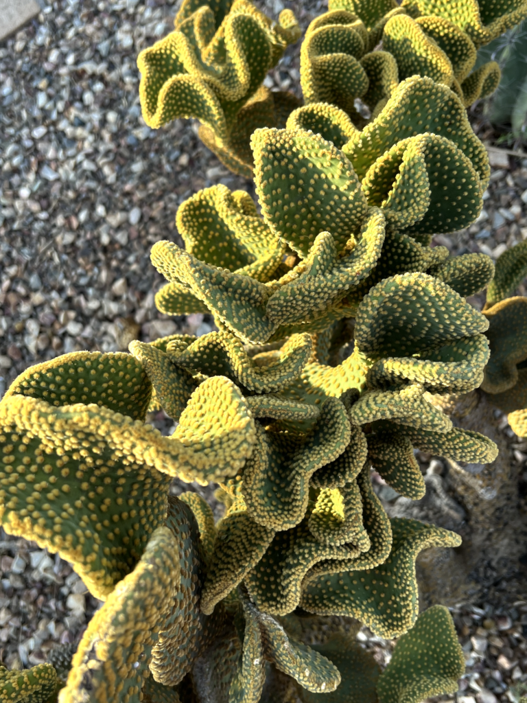 undulating cacti